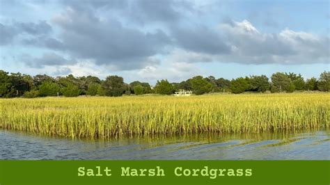 Salt Marsh Cordgrass in Bloom - YouTube