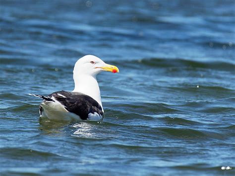 Great Black-backed Gull | BirdForum