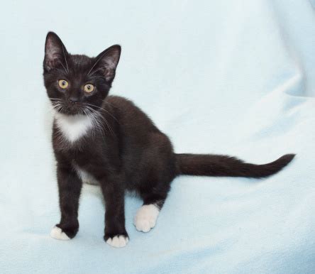 Black Kitten With White Chest Sitting Stock Photo - Download Image Now - iStock