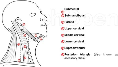 Figure 3 from Local Metastasis in Head and Neck Cancer - an Overview ...