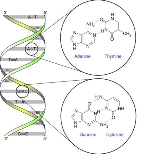 Base-pairing rule - Definition and Examples - Biology Online Dictionary