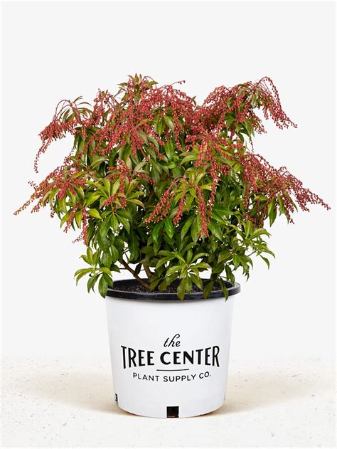 Mountain Fire Pieris For Sale | The Tree Center