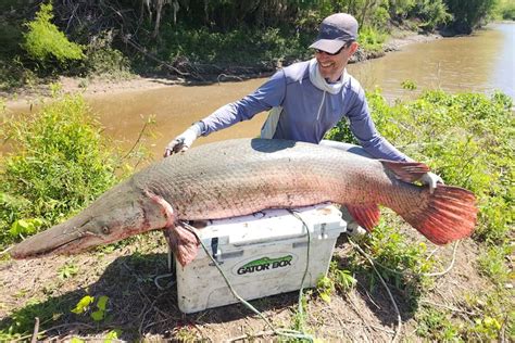 Pending world record alligator gar reeled in by angler in Texas