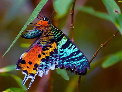 Madagascar sunset moth (Urania ripheus) | Butterfly species, Sunset ...