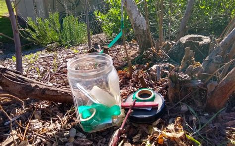 Grafting deciduous fruit trees in winter in Southern California - Greg Alder's Yard Posts ...