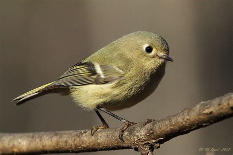 ルビーキクイタダキ Ruby-crowned kinglet (Regulus calendula) female | Bird species, Beautiful birds, Bird ...