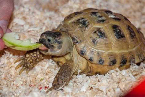Can Tortoises Eat Apples? What You Need to Know | Pet Keen