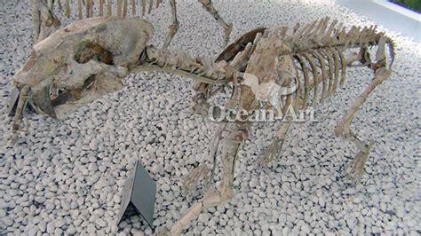 simulated animal skeleton animal skeleton specimen from China ...