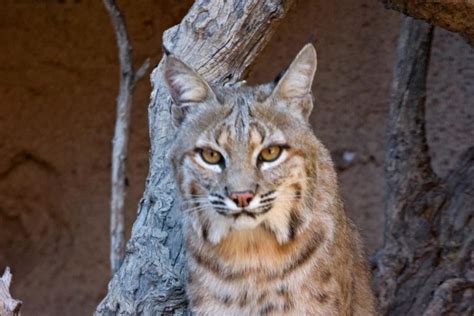 Bobcat Colors: What Color Are Bobcats?