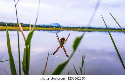 Black Widow Spider Mating Evening Atmosphere Stock Photo 1236362680 ...