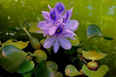 7 Floating Pond Plants - Water Garden Advice