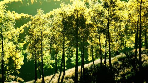 bright sunset in the mountains with yellow forest 5535878 Stock Video ...