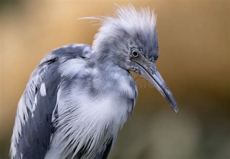 Little Blue Heron in Florida Stock Photo - Image of night, beach: 122222690