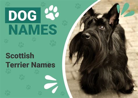 200+ Popular & Unique Scottish Terrier Names – Dogster