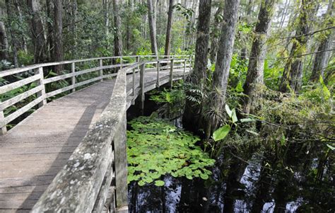 Audubon Corkscrew Swamp Sanctuary