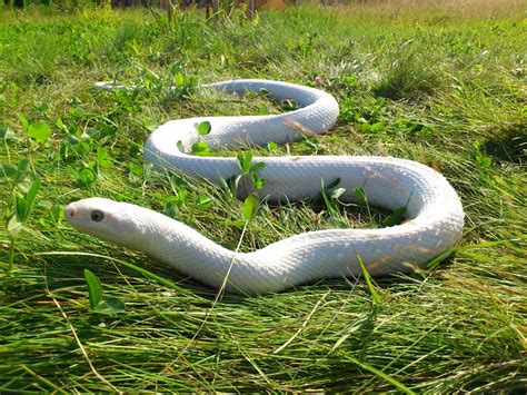 The albino king cobra, the rarest snake in the world - amazingtoday.net