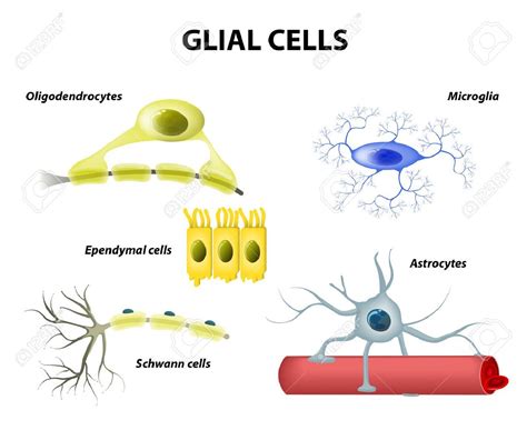 Types of neuroglia. Classification of glial cells: microglia, astrocytes, oligodendrocytes and ...