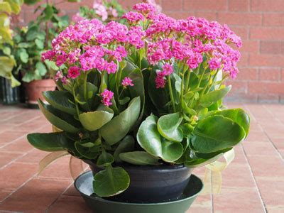 Kalanchoe (Widow's-thrill) - Care, Growing, Watering, Requirements, Propagation - Plant Index