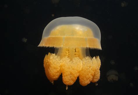 Jellyfish Lake