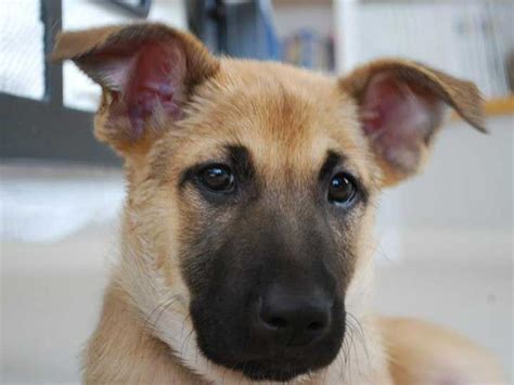 Chinook Puppies: Sun God Litter - Week 7 Chinook Dog Puppies, Dogs And Puppies, Puppy Pictures ...