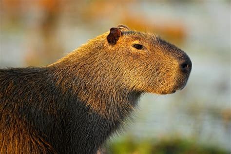 Biggest Mouse Around the World, Capybara, Hydrochoerus Hydrochaeris, with Evening Light during ...