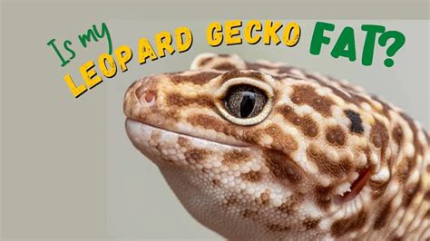 Is My Leopard Gecko Fat? How to Help an Overweight Gecko – Leopard ...