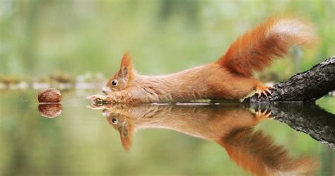 The Funniest Wildlife Photos By Award-Winning Austrian Photographer ...