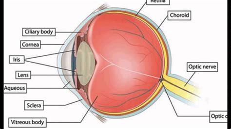 Eye labeling Diagram | Quizlet