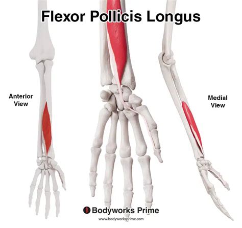 Flexor Pollicis Longus Muscle Anatomy - Bodyworks Prime