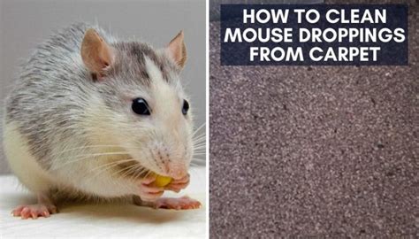 How to Clean Mouse Droppings from Carpet | 7 Safest Steps