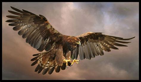 Falcon Images: Golden Eagle Wings Image