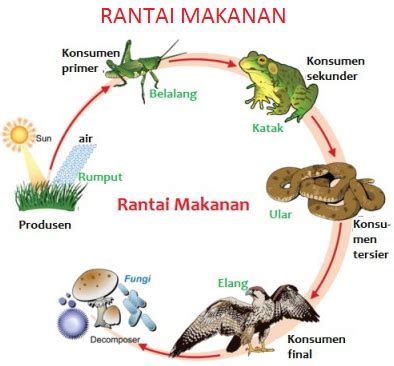 Peran Organisme Dalam Jaring Jaring Makanan - Homecare24