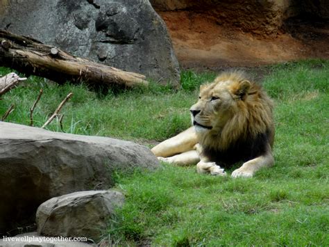 Day Trip NC: North Carolina Zoo + Tips for Traveling with Your Toddler ...