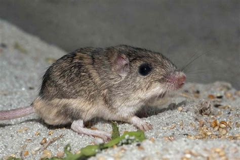 9-Year-Old Pocket Mouse Named 'Oldest Living Mouse in Human Care'