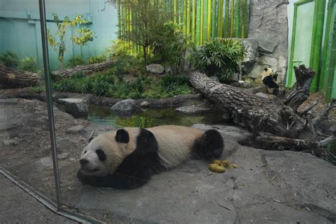 Panda Passage Giant Panda Indoor Exhibit #2 - ZooChat