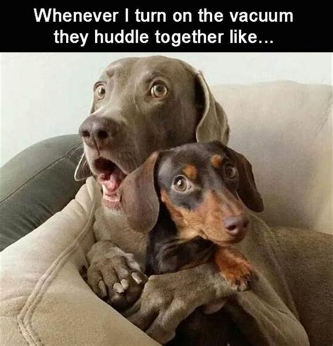 101 Best Funny Dog Memes to Make You Laugh All Day