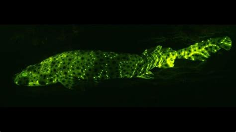 Biofluorescent catsharks glow underwater thanks to tiny ‘lightsabers’