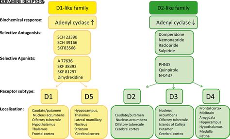 Dopamine Receptors