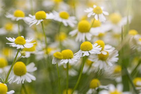 Chamomile: Plant Care and Growing Guide