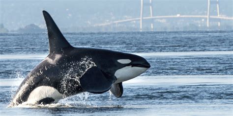 Newborn Orca 'Baby Boom' Depends Upon Our Breaching Deadbeat Dams ...