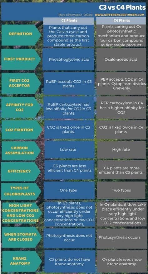 Difference Between C3 and C4 Plants in Tabular Form | Plant physiology ...