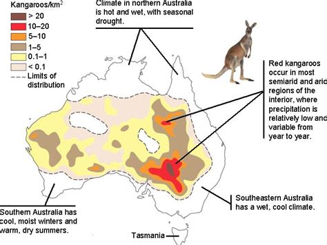 WHERE DO KANGAROOS LIVE? |The Garden of Eaden