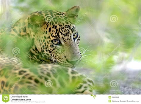 Leopard stock photo. Image of environment, lanka, closeup - 54565248