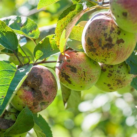 Top 10 Tree Diseases (And What to Do About Them) | Birds and Blooms