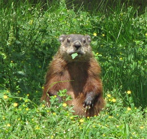 How to Get Rid of Ground Hogs Slugs In Garden, Garden Bugs, Garden ...