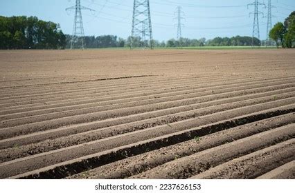 Growing Potatoes Field Ridges Potato Planting Stock Photo 2237626153 | Shutterstock