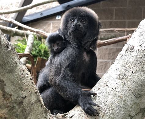 Baby Monkey Born at Buttonwood Park Zoo