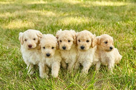 Chocolate Goldendoodle Puppy