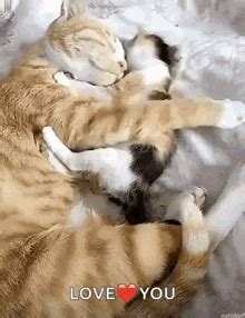 Big Hug Mom GIF - Big Hug Mom Kitten - Discover & Share GIFs