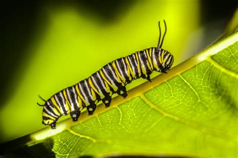 monarch butterfly caterpillar | Smithsonian Photo Contest | Smithsonian Magazine